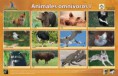 /album/fotogaleria/animales-omnivoros-jpg/